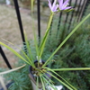 2種類のゲイソリザが開花