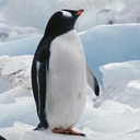 penguin46の精進記録