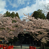 桜の仙台東照宮