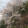 山桜