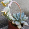 パキフィツム属『稲田姫（いなだひめ）』の花が咲いた♪まさにお姫様☆