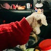 犬　トリミングデー