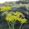 女郎花と男郎花