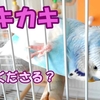 カキカキしてほしいセキセイインコ