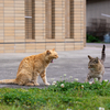 隣県西部離島のねこさん