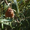 カマキリと卵、東洋蘭の植え替え