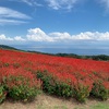 淡路花さじきはサルビアの海だった