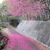 寒緋桜のじゅうたん