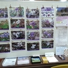 乙女高原展55　乙女高原のスミレ