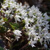 2018年猿山岬の雪割草（予告）