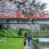 日産リーフでおでかけ 花と電車 が楽しめる 新境川桜並木 【東海ドライブ】