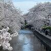 五条川に桜を見に行ってきました。