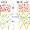 顔たるみケアにヒートショックプロテインを増やしコラーゲン激増を狙う