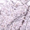 娘は中１生、息子は高３生になりました
