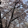 22. Cherry Blossom Viewing (2) 