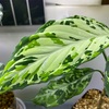 Aglaonema pictum “夢観極彩 千眼葉”