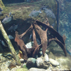 2018/12/2　あの魚ついに現る！