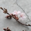 クロッカス17字、札幌で（北海道で？）いちばん早い桜