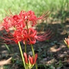 彼岸花の季節を迎える公園偵察