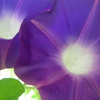 ウォーキングコースの花々