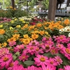 「グリーンプラザ山長（奈良県生駒市） - 売り場は花盛りです♪（2025年6月16日）」