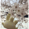 桜マホミルちゃん　◆１３３０日目