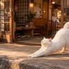 長野で猫がいる宿おすすめ10選｜看板猫に会えるホテル