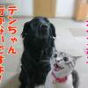 もう帰って欲しいニャ！