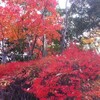 紅葉@岡山市子供の森