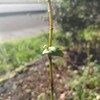 ホトトギスの季節なんですけども・・・