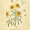 COREOPSIS｜コレオプシス (春桜菊) Always Joyful