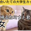 付き合いたての大学生カップル　#猫ミーム #猫ミーム日常 #catmemes