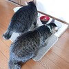 紅麹の死亡者数が76人に