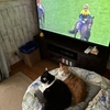 オークスを観戦する🐎ウチの猫ちゃんたち🐈