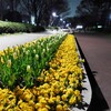 小金井公園で夜桜酔っぱ2014