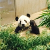 10数年ぶりの上野動物公園「真夏の夜の動物園」