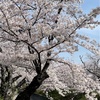 今年初の桜を見に行く。