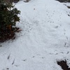 大阪にも雪が積もった