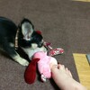 まろにー19日目
