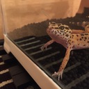 レオパ日和〜ヒョウモントカゲモドキの飼育〜