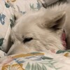 可愛いボディガード