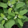 Chenopodium album　シロザ