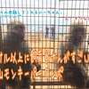 嵐山モンキーパークは、おさるより飼育員さんのハイスペックさに驚く