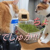 猫草の水耕栽培にチャレンジ