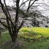 秦野の淡墨桜