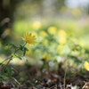 Garden flowers