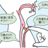 じじぃの「老化に伴い身体が進化・食道と気道（気管）を分けて誤嚥性肺炎の防止？科学の時間」
