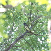 コサメビタキ・キビタキ・オオルリ・エゾビタキ・サンコウチョウ(大阪城野鳥探鳥 20190915 5:25-11:25)