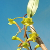 Dendrobium panduriferum (Green)  