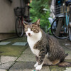 弊ブログが3周年を迎えました。そして4年目へ。